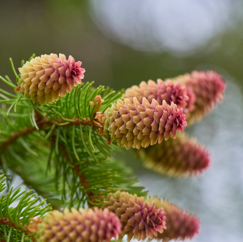 macro shot of young pine cones growing on an evergreen tree branch