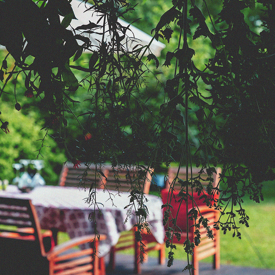 herbs hanging to dry on focus with backyard table setting out of focus